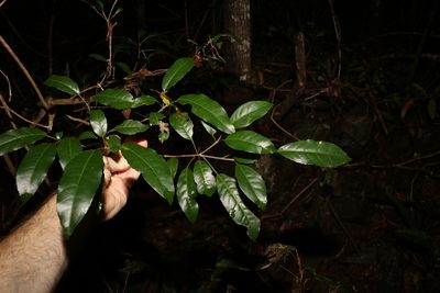 Croton verreauxii, photographed by Greg Tasney
