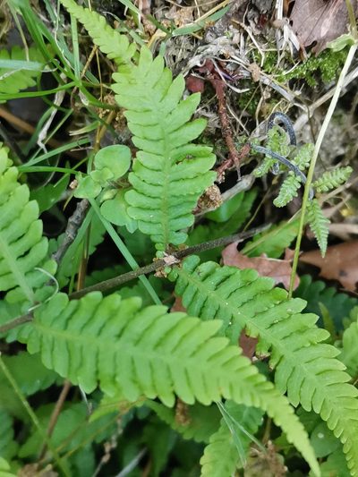 Metathelypteris laxa, photographed by harum.koh