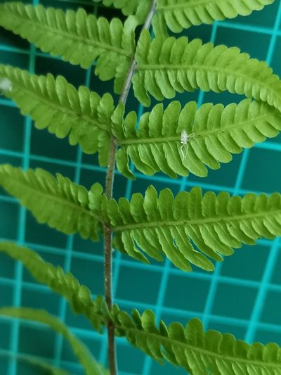 Metathelypteris laxa, photographed by harum.koh