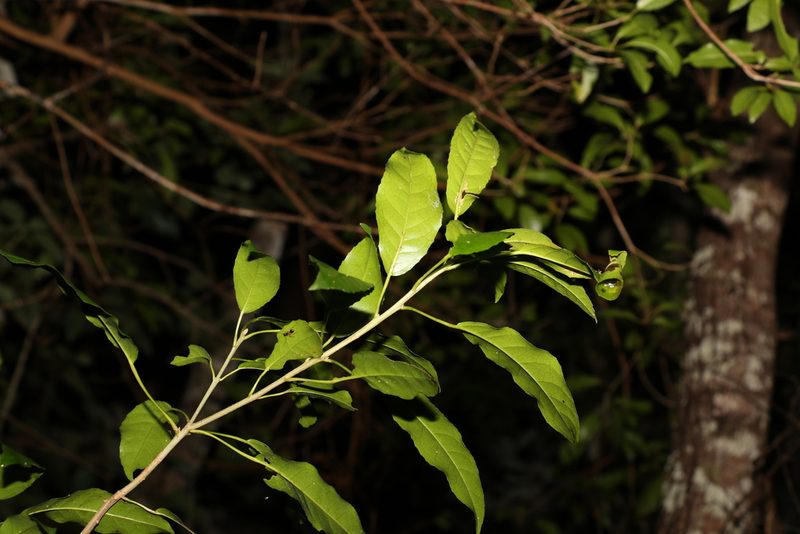 Croton verreauxii, photographed by Greg Tasney