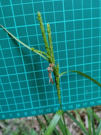 Carex ischnostachya, photographed by harum.koh