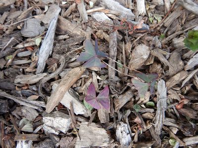 Oxalis latifolia, photographed by Jon Sullivan