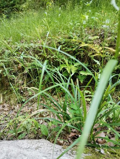 Carex ischnostachya, photographed by harum.koh