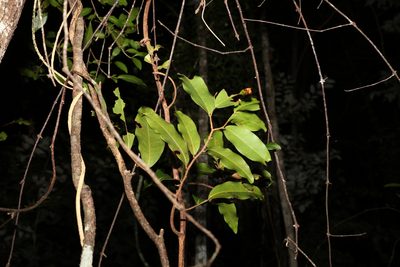 Uvaria leichhardtii, photographed by Greg Tasney