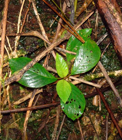 Cyrtandra lillianae, photographed by Peter de Lange