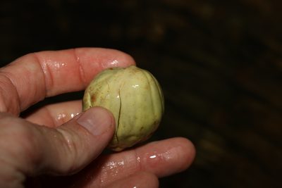 Austrocallerya megasperma, photographed by Greg Tasney