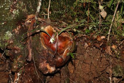 Platycerium bifurcatum, photographed by Greg Tasney