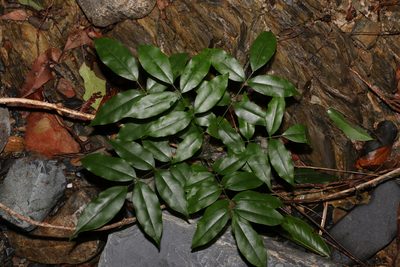 Austrocallerya megasperma, photographed by Greg Tasney