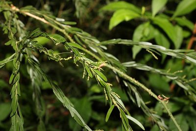 Acacia fimbriata, photographed by Greg Tasney