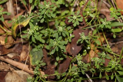 Poranthera microphylla, photographed by Greg Tasney