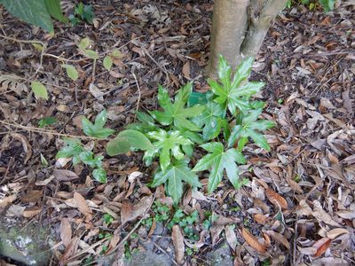 Fatsia japonica, photographed by Jon Sullivan