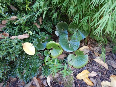 Farfugium japonicum, photographed by Jon Sullivan