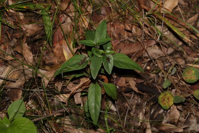 Pseuderanthemum variabile, photographed by Greg Tasney