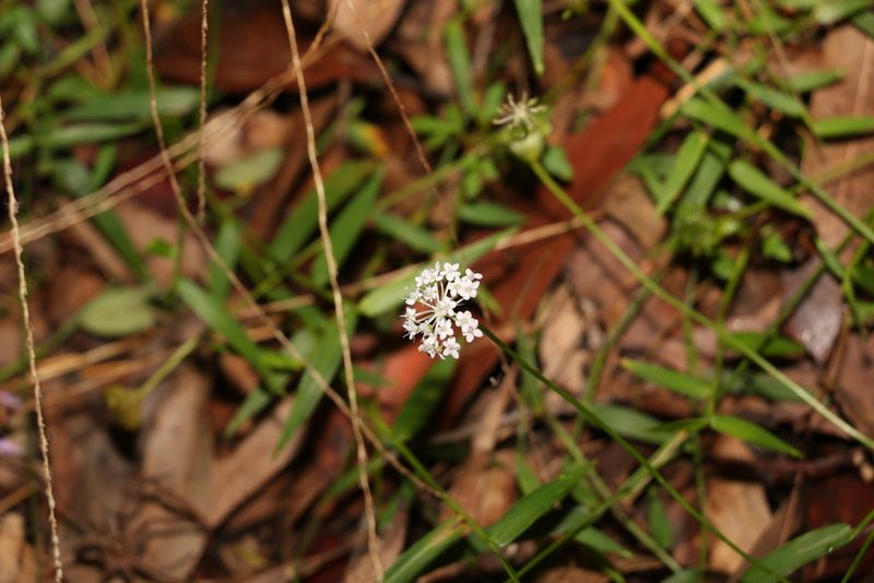 Trachymene procumbens, photographed by Greg Tasney