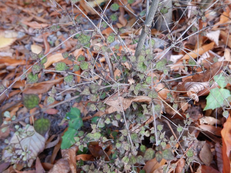 Coprosma areolata, photographed by Jon Sullivan