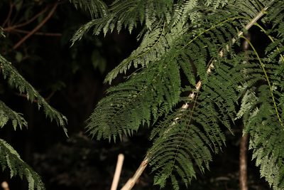 Jacaranda mimosifolia, photographed by Greg Tasney