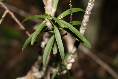 Denhamia silvestris, photographed by Greg Tasney