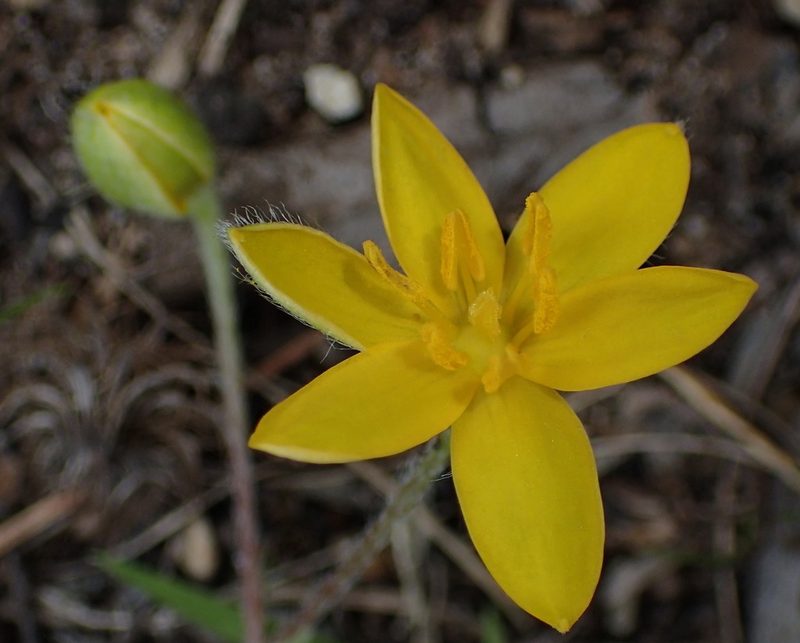 Hypoxis villosa, photographed by Nicola van Berkel