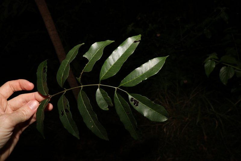 Rhodosphaera rhodanthema, photographed by Greg Tasney