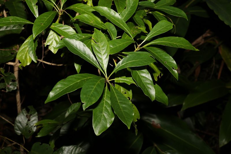 Pavetta australiensis, photographed by Greg Tasney