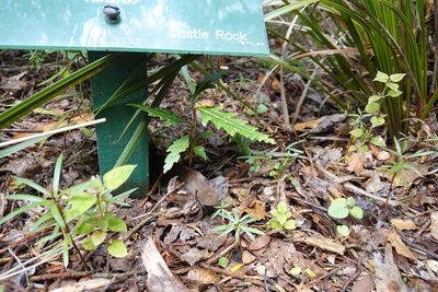 Pseudopanax crassifolius, photographed by Jon Sullivan
