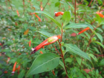 Cuphea ignea, photographed by Cheongweei Gan