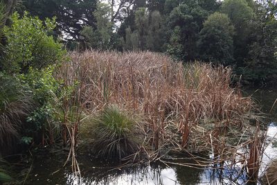 Typha orientalis, photographed by Jon Sullivan