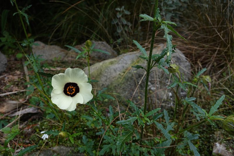 Hibiscus trionum, photographed by Jon Sullivan