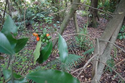 Hedycarya arborea, photographed by Jon Sullivan