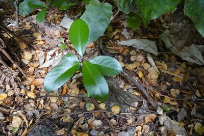 Corynocarpus laevigatus, photographed by Jon Sullivan