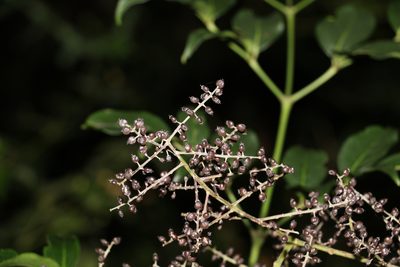 Polyscias elegans, photographed by Greg Tasney