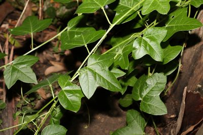 Passiflora herbertiana, photographed by Greg Tasney
