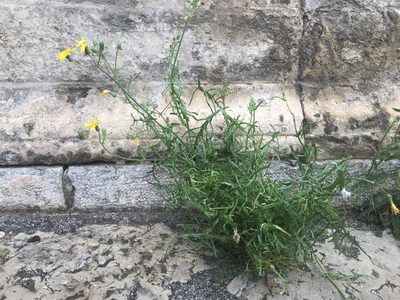 Sonchus tenerrimus, photographed by Chiara Catalano