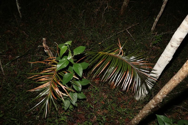 Macrozamia lucida, photographed by Greg Tasney