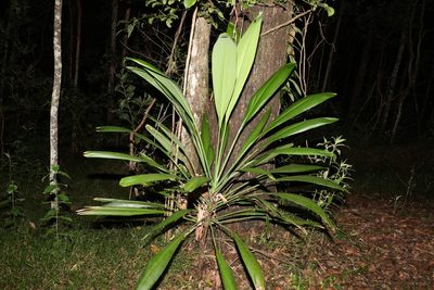 Cordyline petiolaris, photographed by Greg Tasney