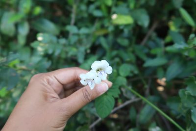 Asystasia intrusa, photographed by Presha Soogrim