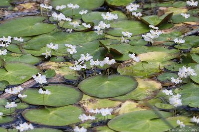 Nymphoides hydrophylla, photographed by Arthur Windsor