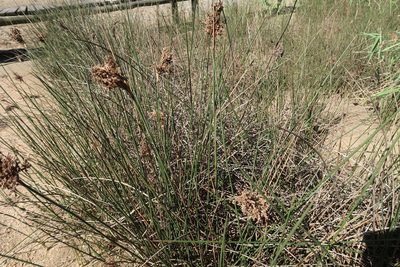 Juncus kraussii, photographed by Presha Soogrim