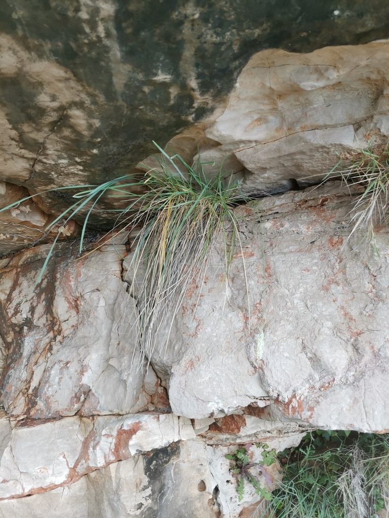 Sesleria robusta, photographed by Ljaž