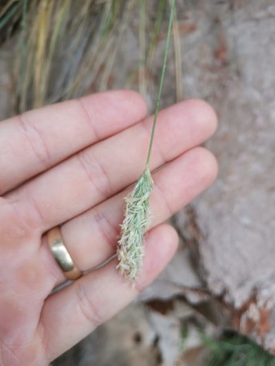Sesleria robusta, photographed by Ljaž