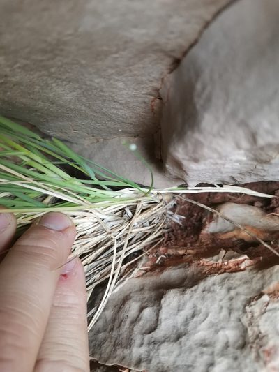 Sesleria robusta, photographed by Ljaž