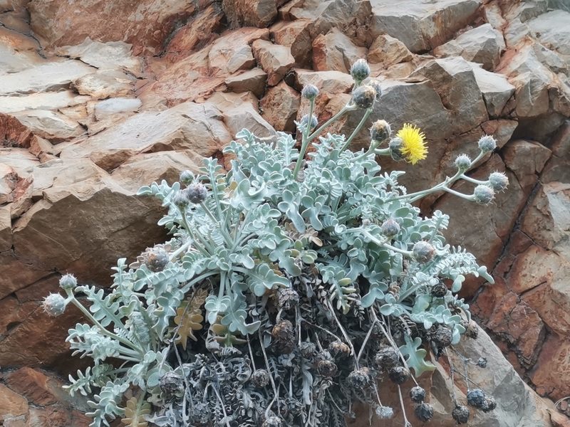 Centaurea ragusina, photographed by Ljaž