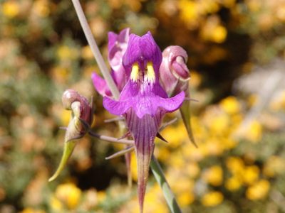 Linaria triornithophora, photographed by Carminda Santos