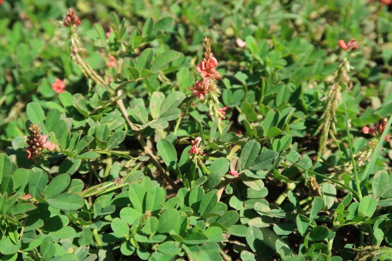 Indigofera hendecaphylla, photographed by Presha Soogrim