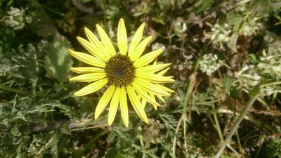 Arctotheca calendula