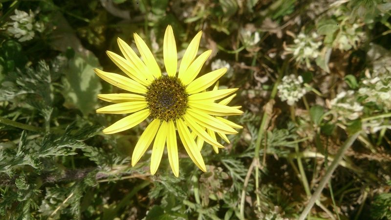 Arctotheca calendula, photographed by mjopocock