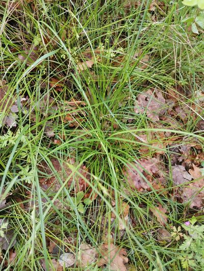 Carex distachya, photographed by Ljaž