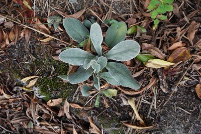 Matthiola incana, photographed by Jon Sullivan