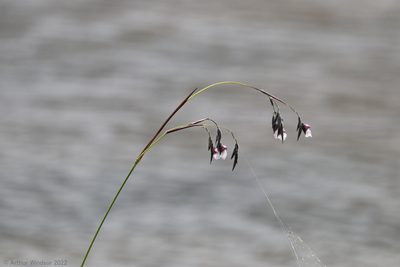 Thalia geniculata, photographed by Arthur Windsor