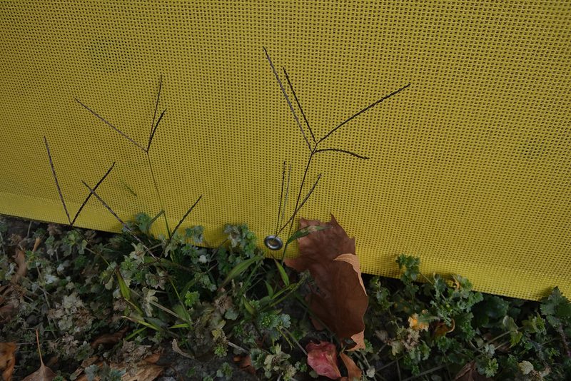 Digitaria sanguinalis, photographed by Jon Sullivan